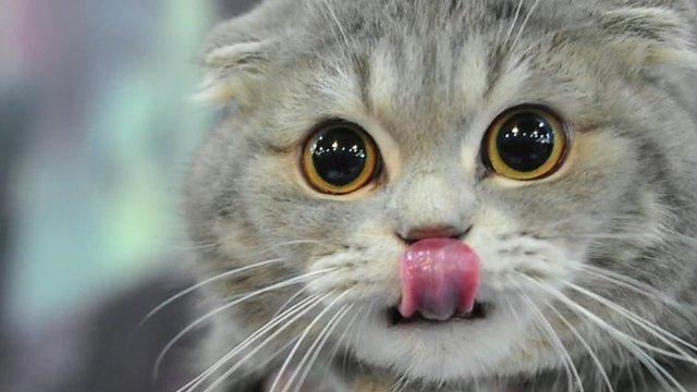 【秒懂】貓咪的16個冷知識 身為僕人你不能不知道