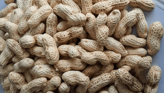 花生補鈣?其實是可以的！但有更推薦的。答案不該是非黑即白【終結流言終結者】